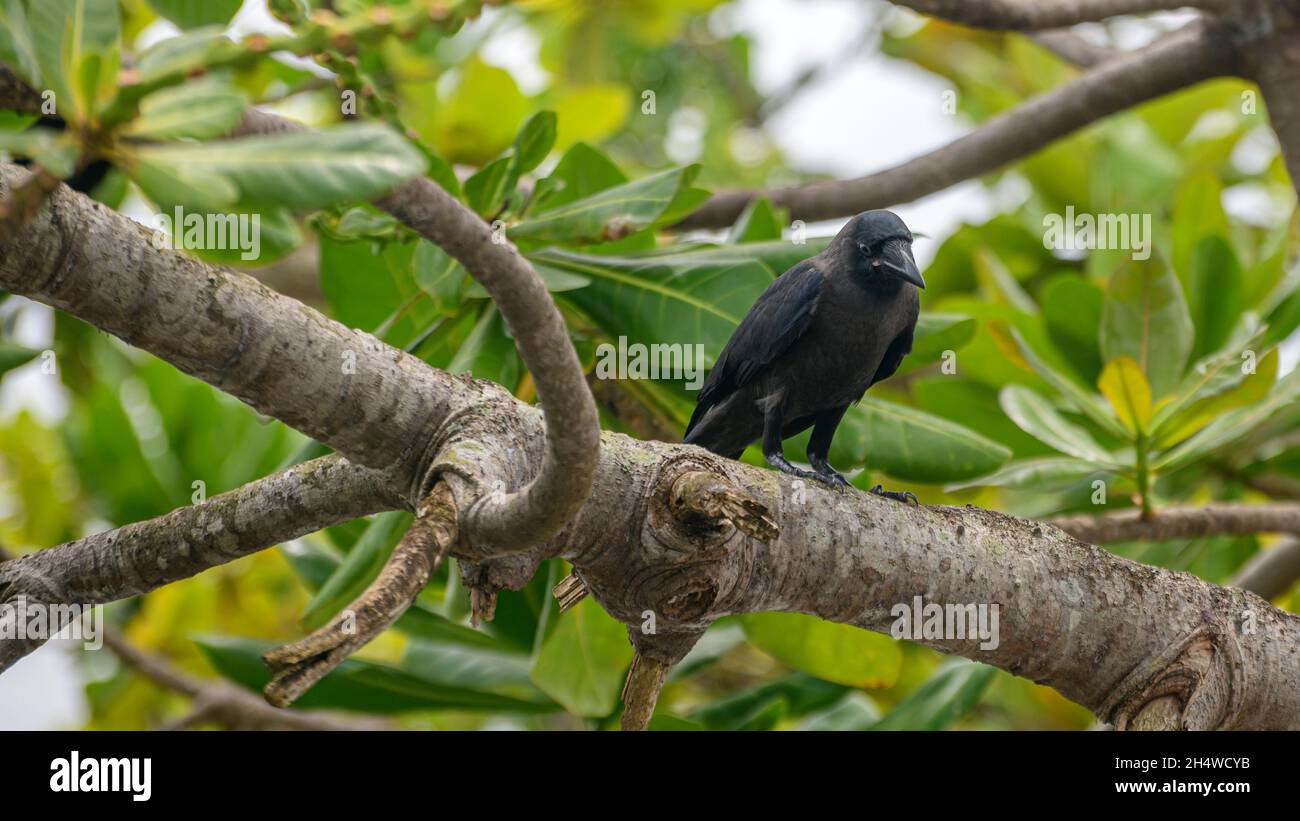 Gray necked Ceylon crow perched in a tree branch close up. Intelligent scavenger bird in the nature. Stock Photo