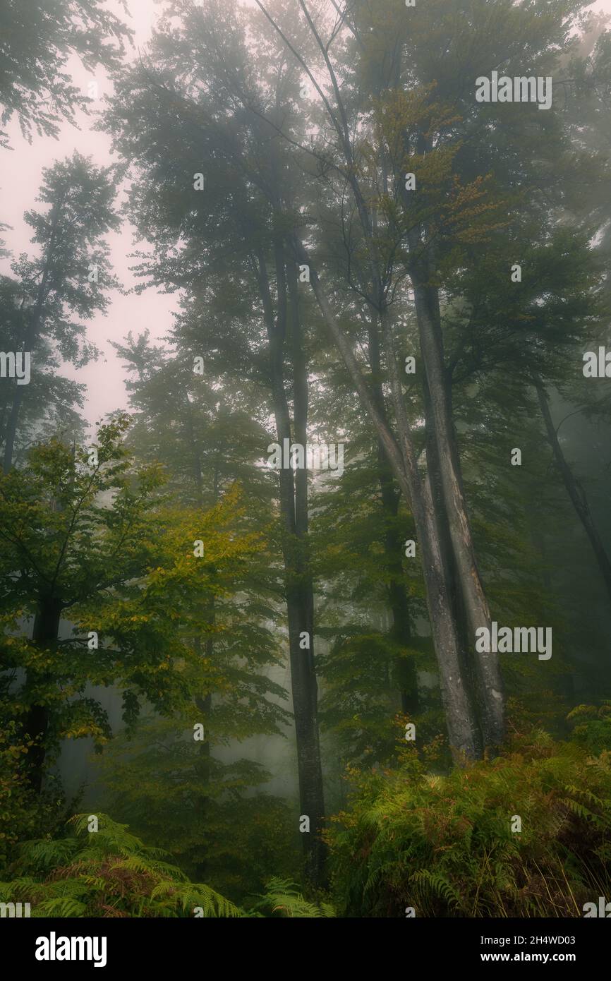Fog cloudy scary trees hi-res stock photography and images - Alamy