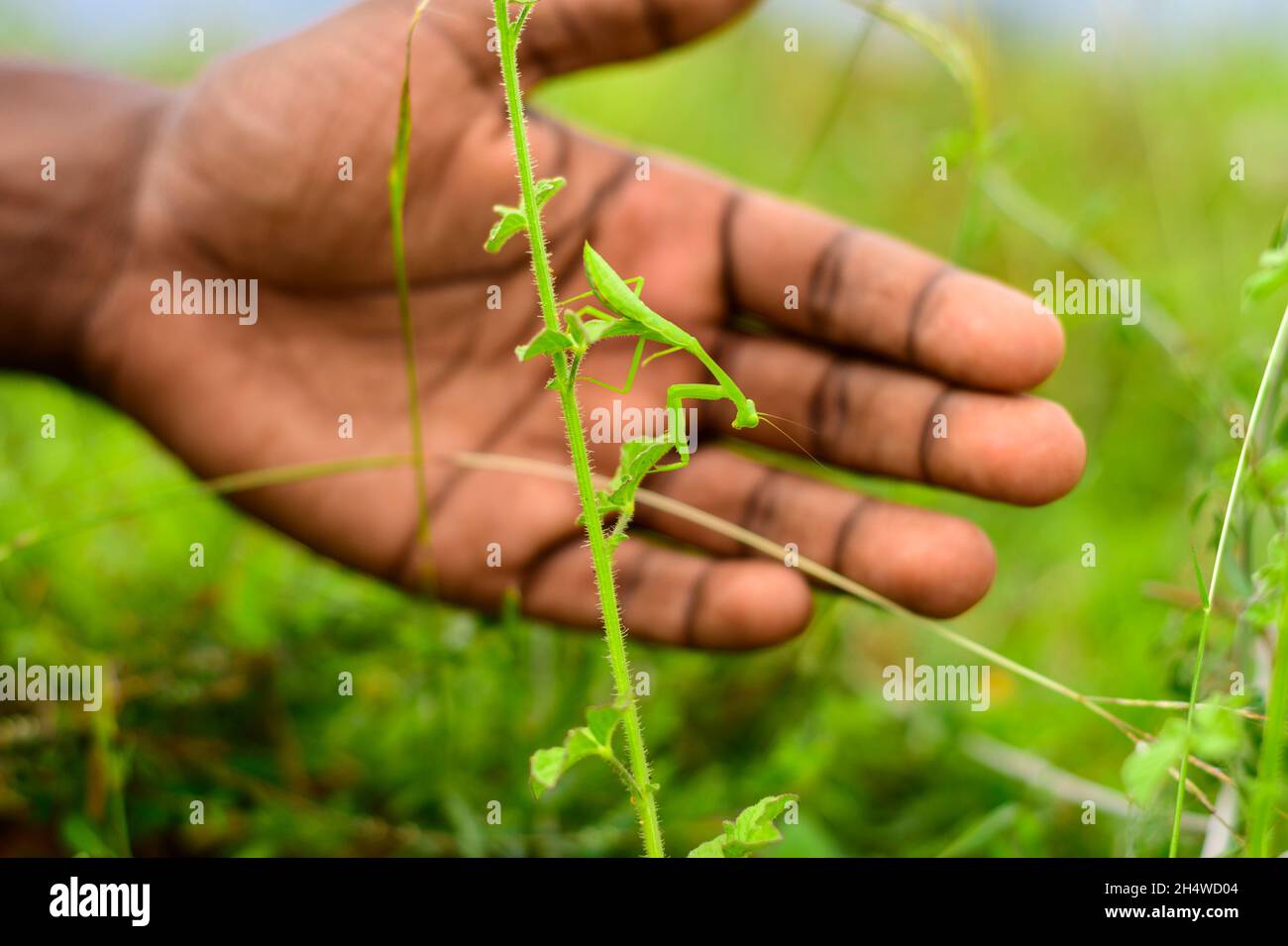 Praying mantis perched on a small green plant, boys hand behind the mantis to point out camouflaged species. Stock Photo