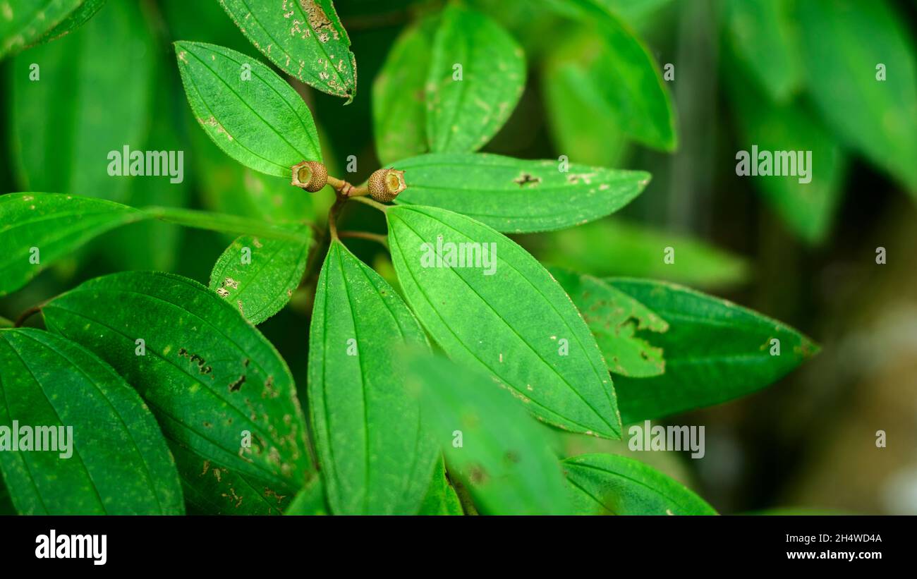 Melastoma malabathricum -Melastomataceae plant leaves and the fruits close-up view. Stock Photo