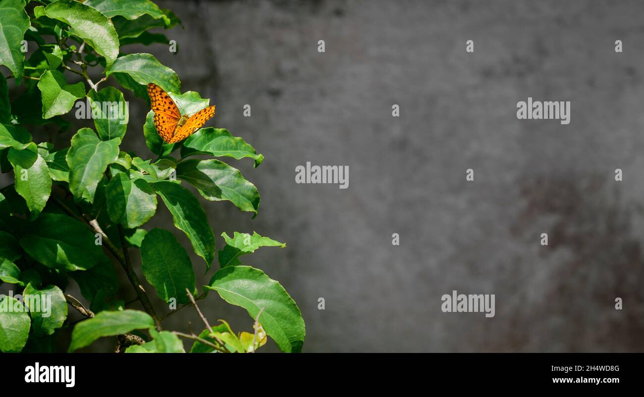 Spotted rustic butterfly perched on ramontchi tree leaves, Stock Photo