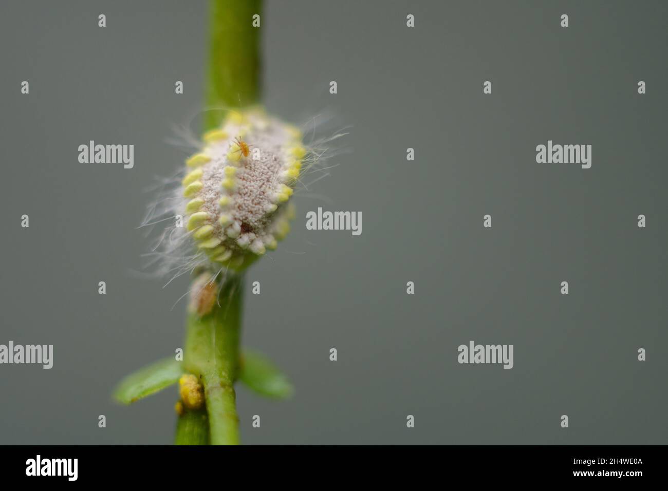 mealybug, a small sap-sucking scaly insect close-up macro photograph. Stock Photo