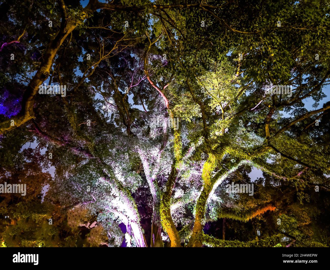 Towering trees lit up in the park at night Stock Photo Alamy