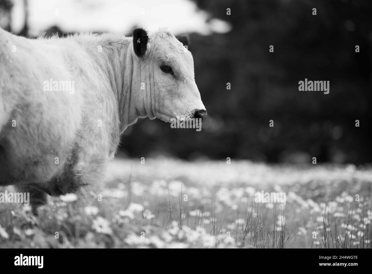 Angus cows Black and White Stock Photos & Images - Alamy