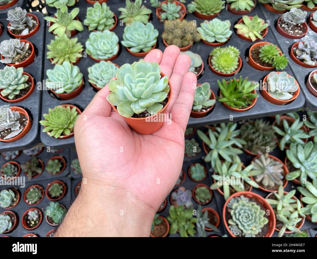Potted succulents hi-res stock photography and images - Alamy