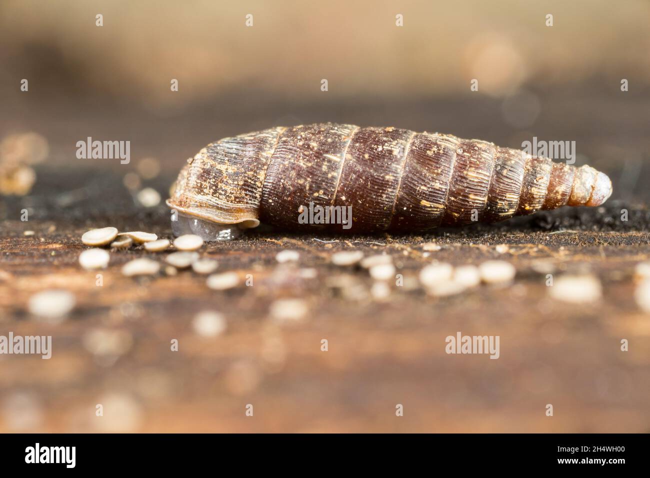 Door snail (Clausiliidae sp) Stock Photo