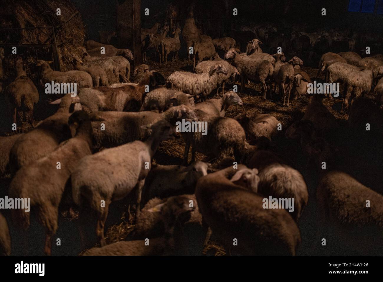 Sheeps in Abruzzo, Italy Stock Photo