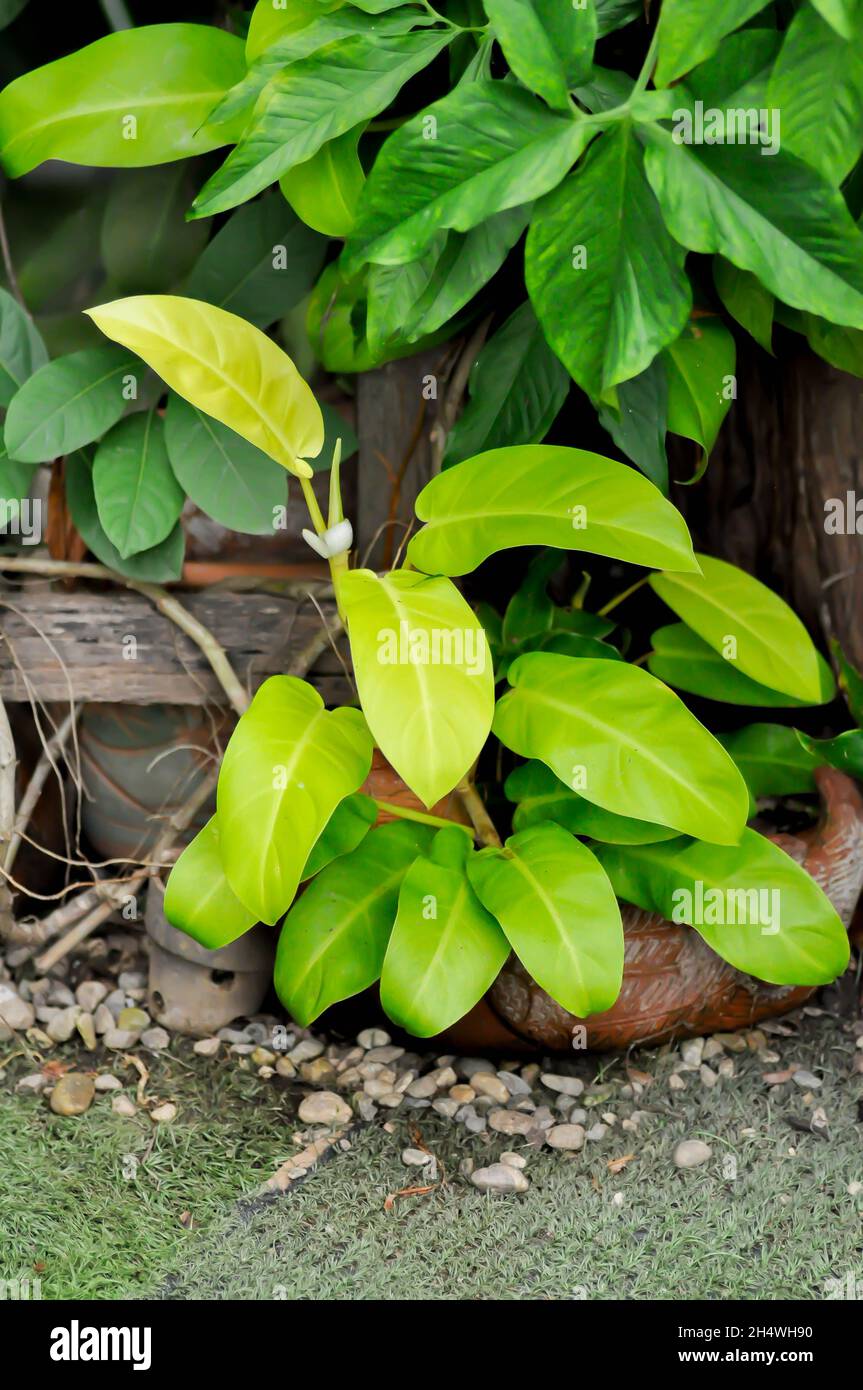 Philodendron cv or  Lemon Lime ,ARACEAE or Philodendron plant or Arrowhead Vine or Goosefoot Plant Stock Photo