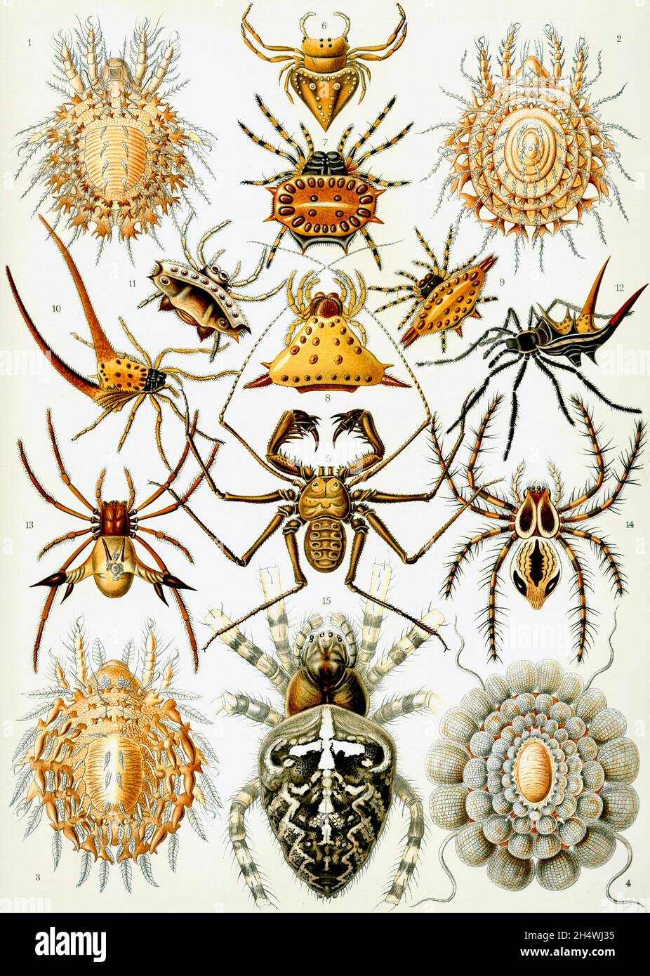 Ernst Haeckel - Arachnida - 1904 - Spiders Stock Photo