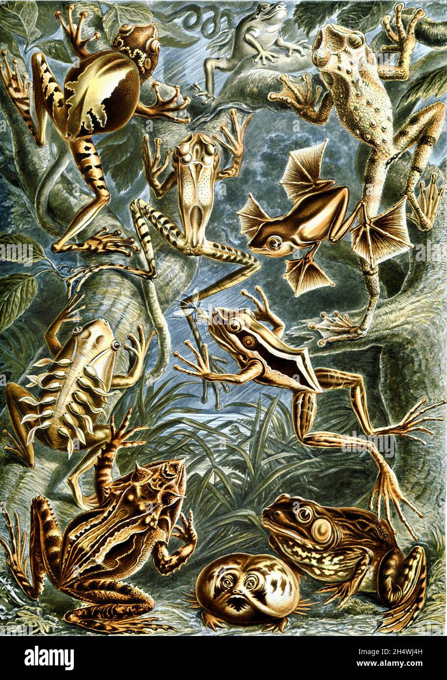 Ernst Haeckel - Batrachia - 1904 - Frogs Stock Photo