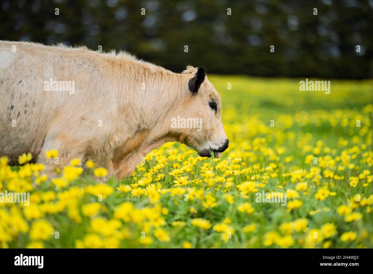 Close up of speckle park Beef bulls, cows and calves grazing on grass a field, in Australia. breeds of cattle include speckle park, murray Stock Photo - Alamy