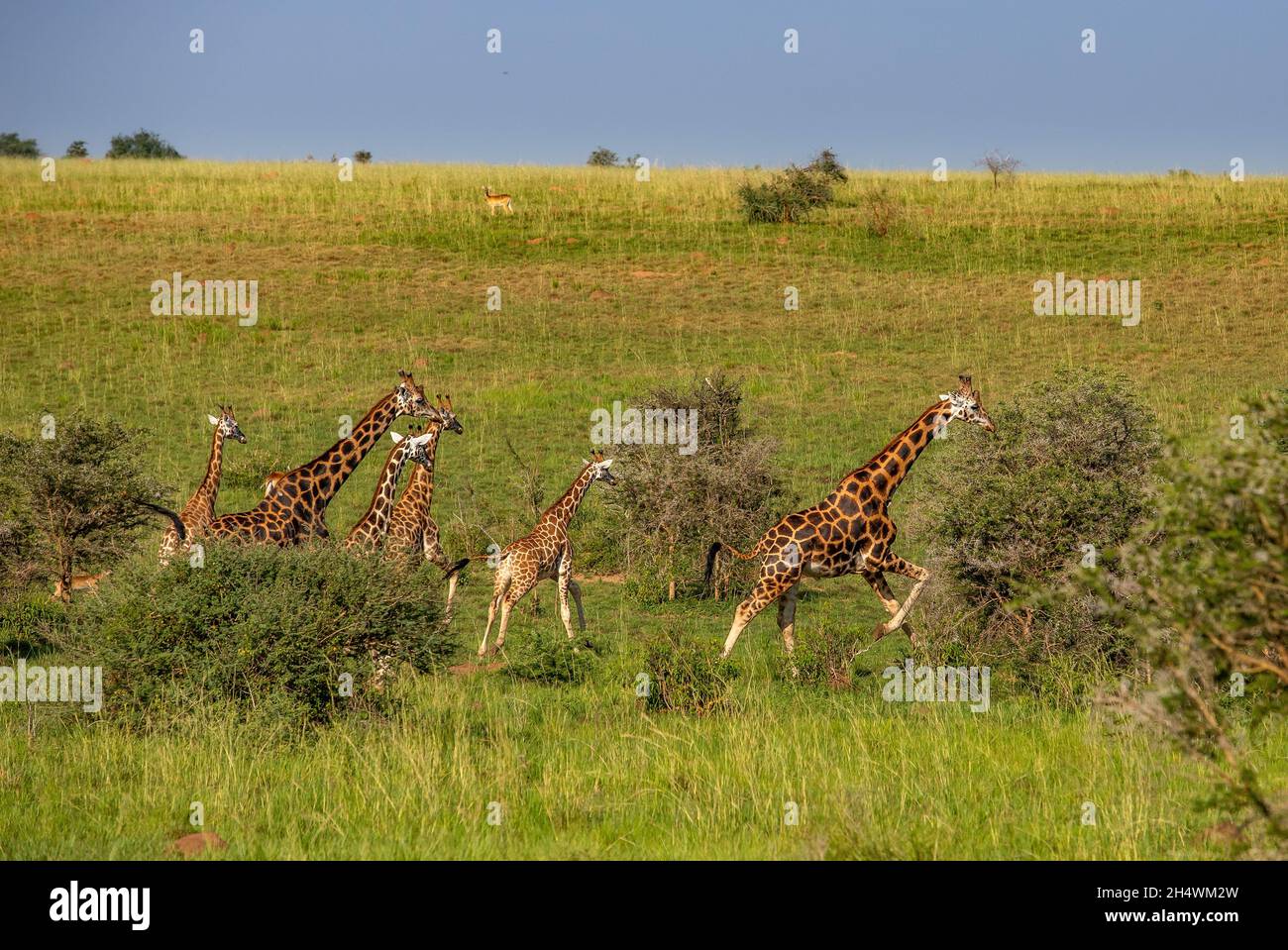 Giraffes uganda safari hi-res stock photography and images - Alamy