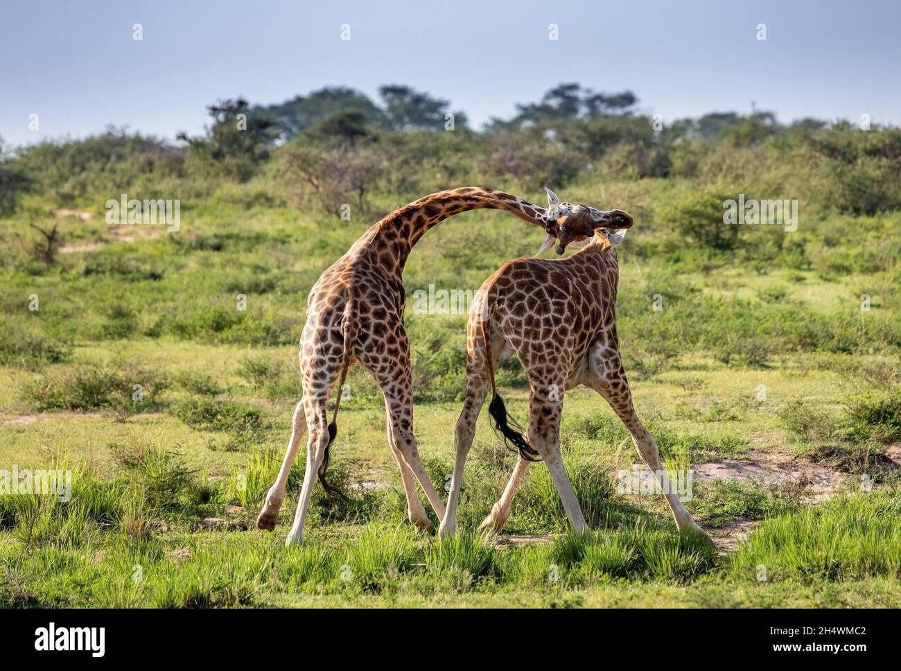 Young giraffes playing in Savanna Stock Photo Alamy