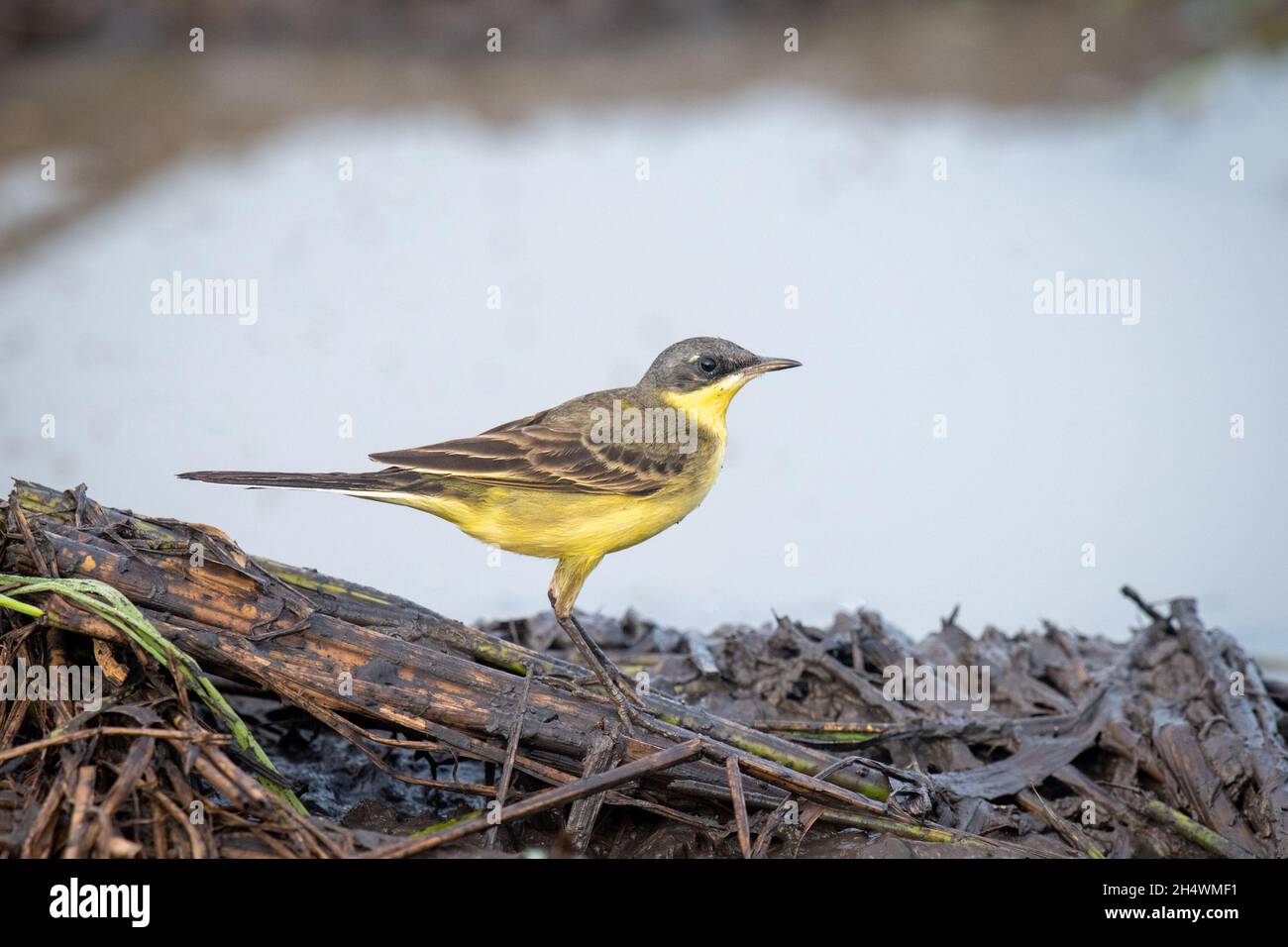 The Mongolian yellow wagtail (Motacilla tschutschensis) is a small passerine in the wagtail family Motacillidae. Stock Photo
