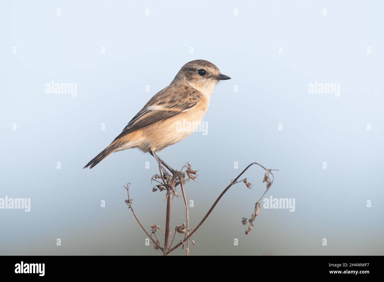 A chunky little bird found in a wide variety of open landscapes, often sitting on exposed perches. Stock Photo