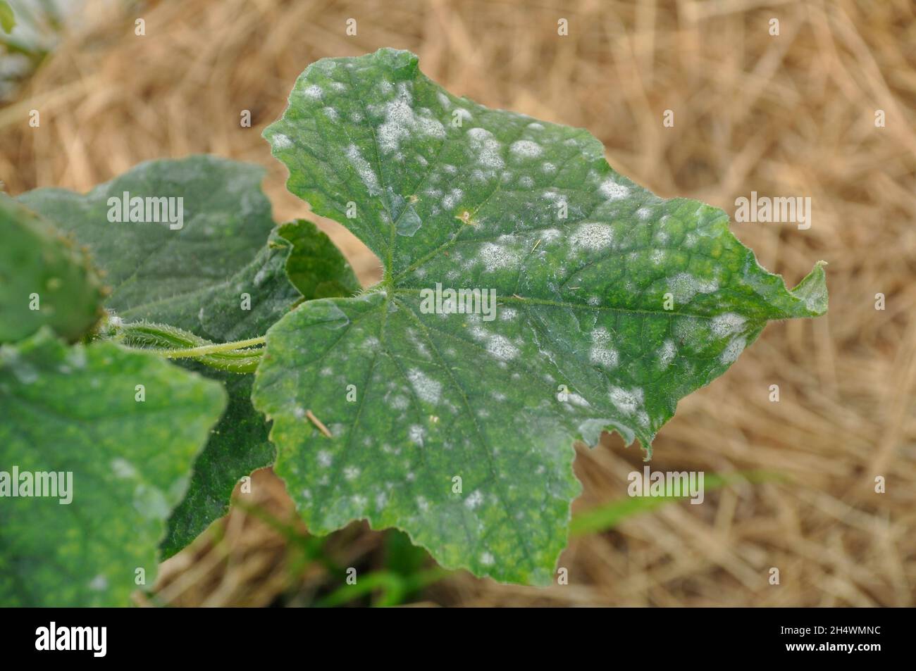 powdery mildew on cucumber leaves Stock Photo Alamy