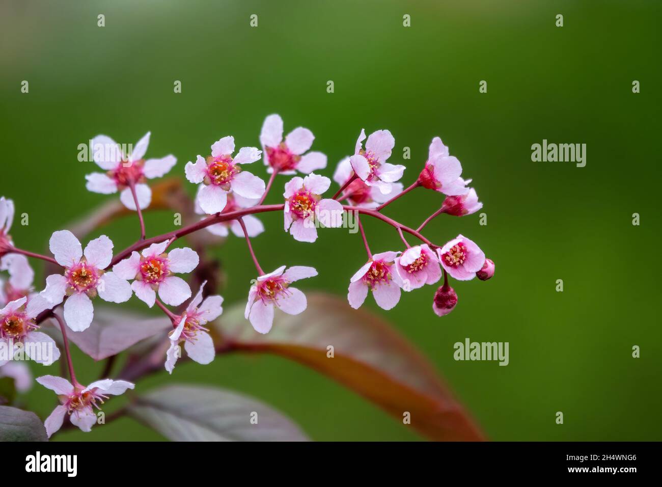 Pink cherry flowers. The branches of a blossoming tree. Cherry tree ...