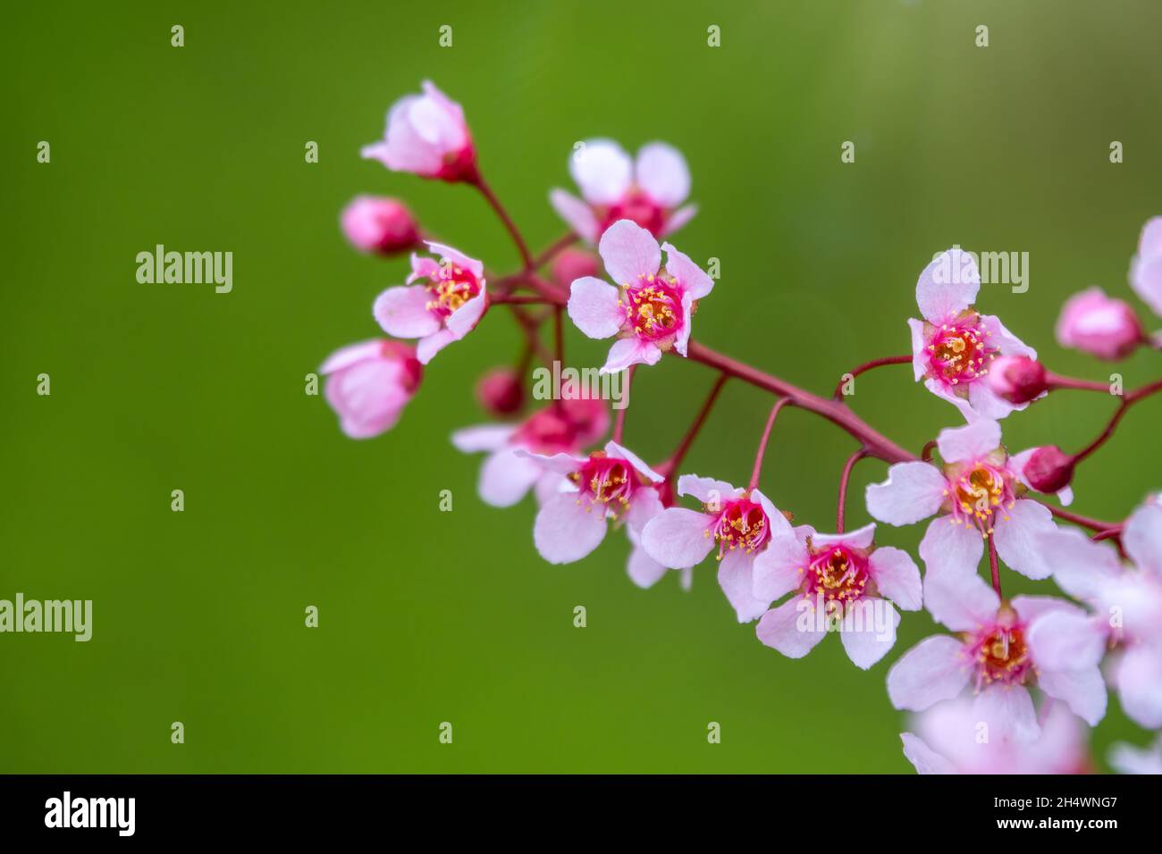 Pink cherry flowers. The branches of a blossoming tree. Cherry tree ...