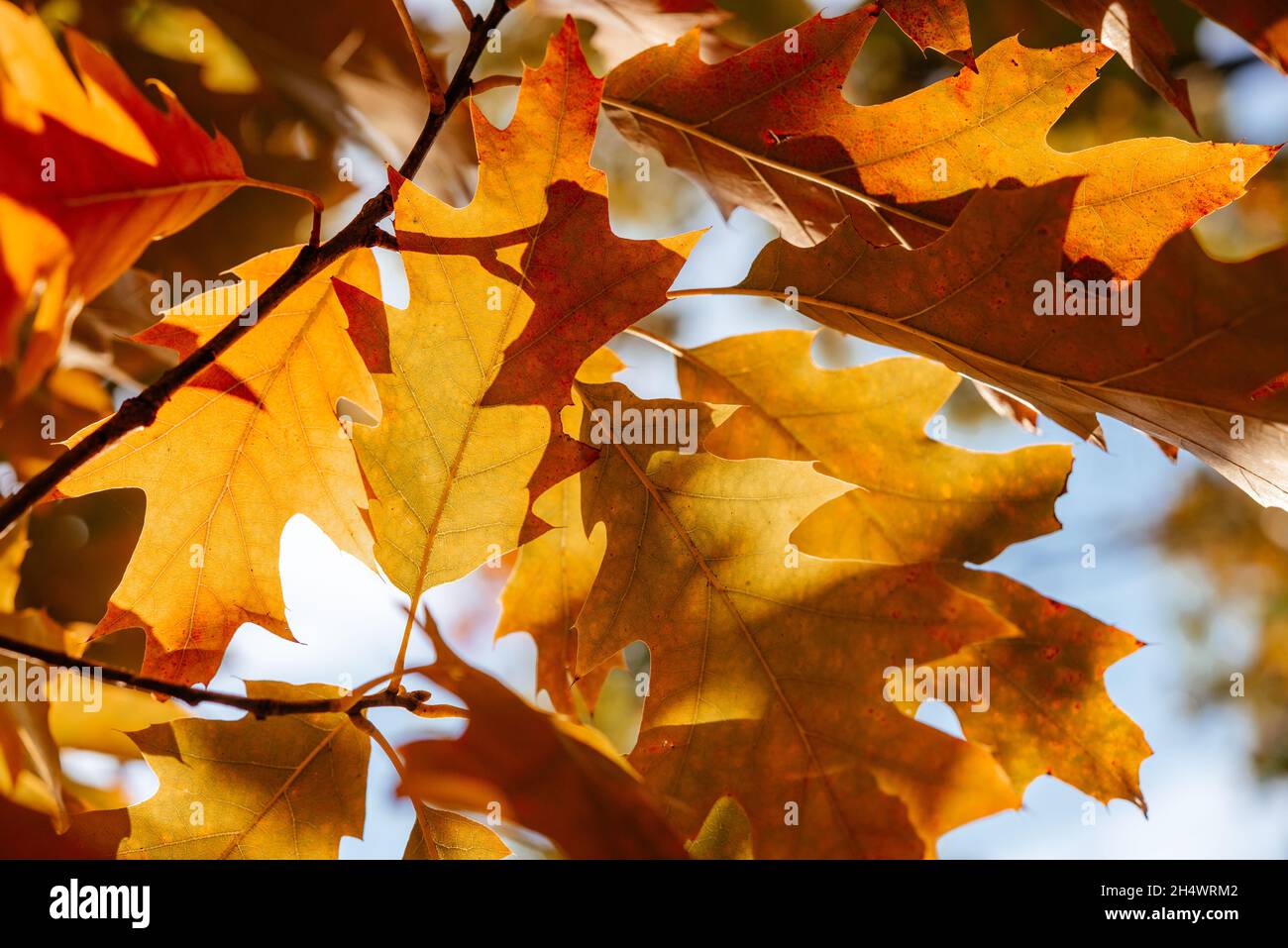 Golden oak leaves hi-res stock photography and images - Alamy