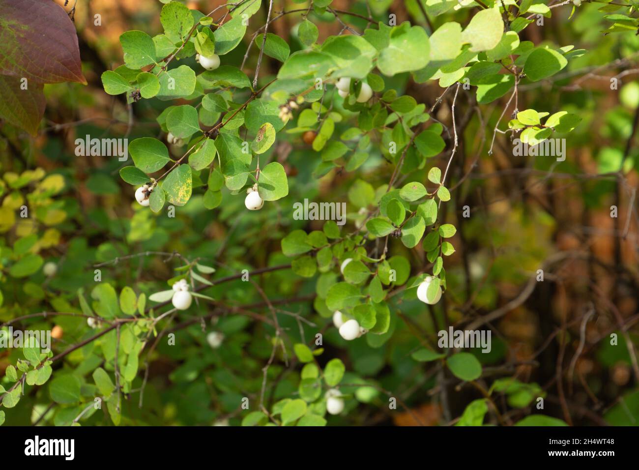 autumn background with the Common Snowberry plant with some Decorative berries on a bush Stock Photo