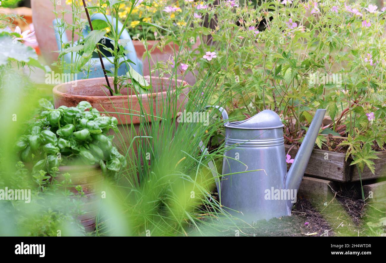 metal watering can among leaf of aromatic plant   in a garden Stock Photo