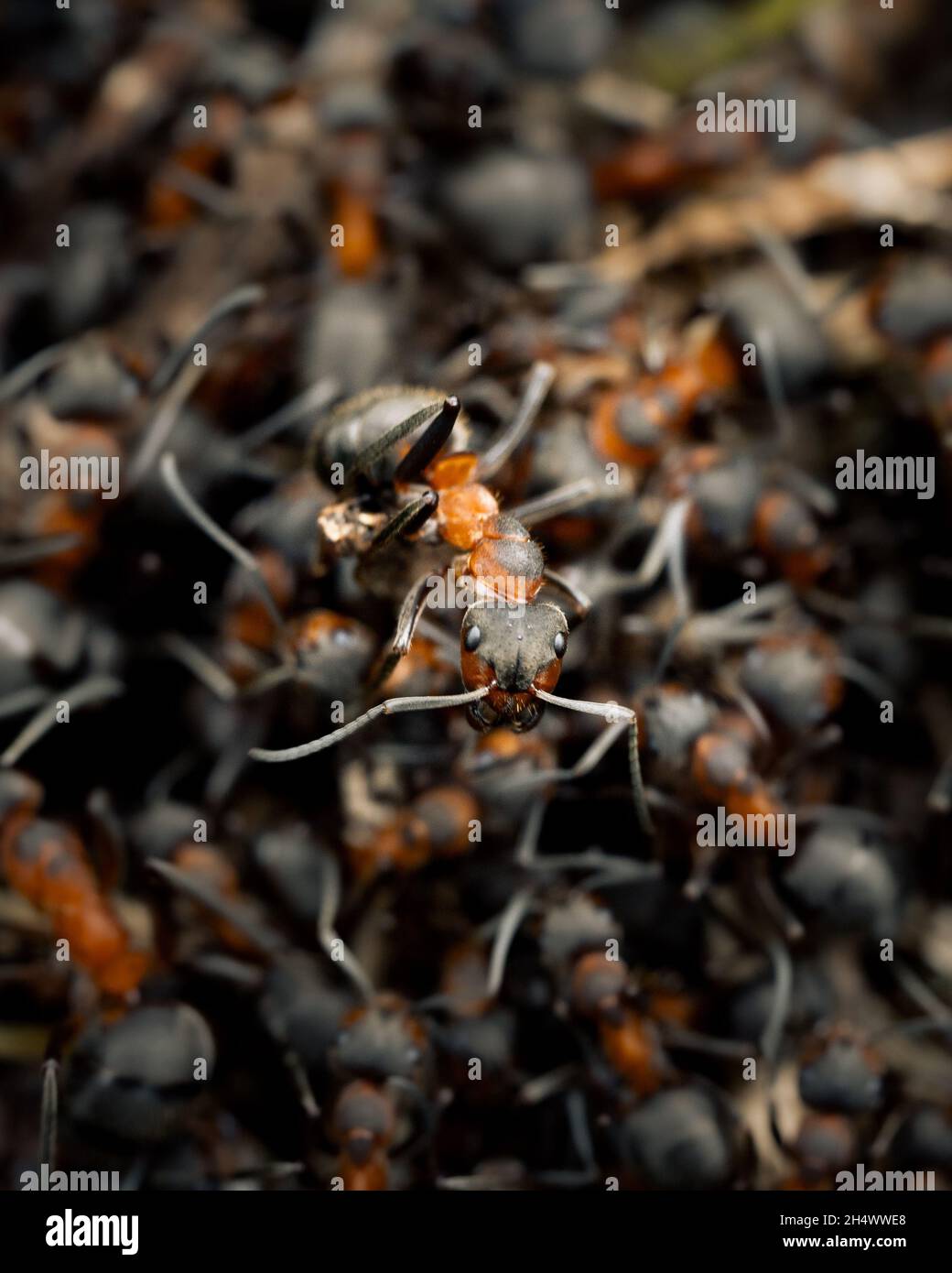 Ant hive hi-res stock photography and images - Alamy