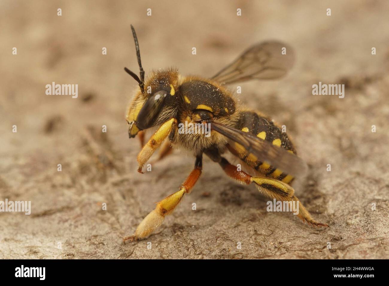 Closeup of a female European Wool carder bee Anthidium manicatum with ...