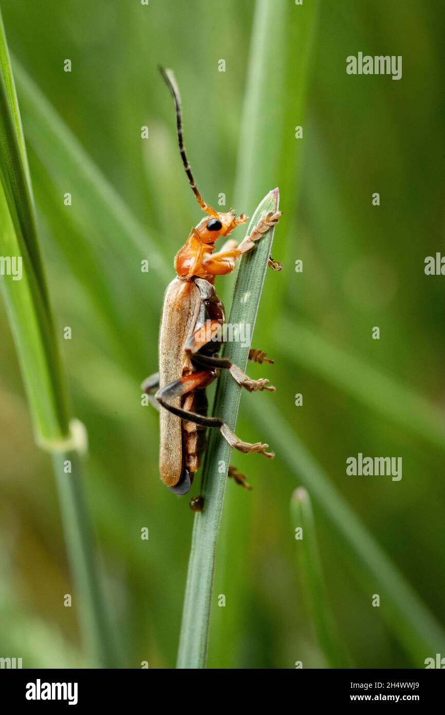 Macro shot of a coleoptera insect hanging on a grass Stock Photo