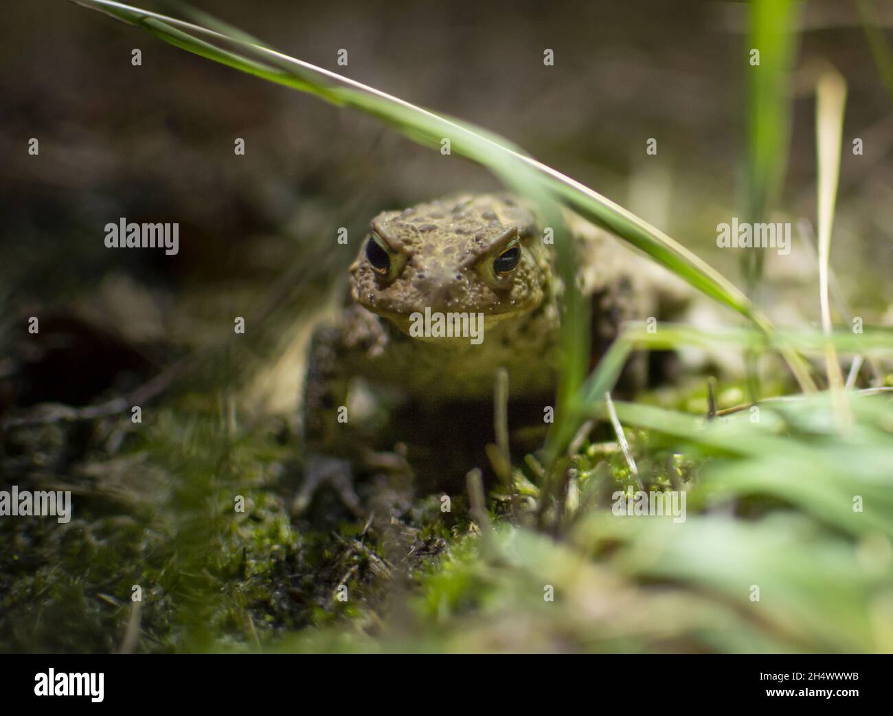 little brown grass frog is hiding in green grass in the summer Stock Photo  - Alamy