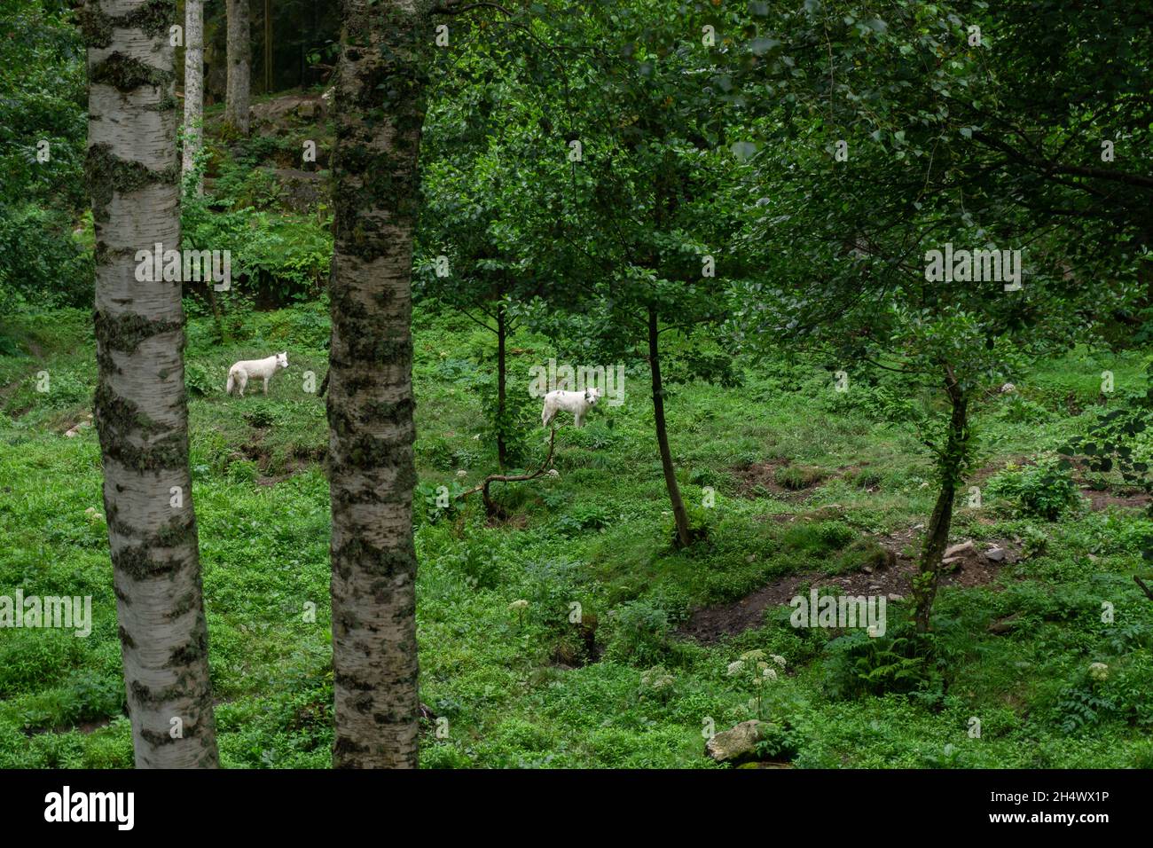 View of two Canis lupus arctos among the trees of a green forest Stock ...
