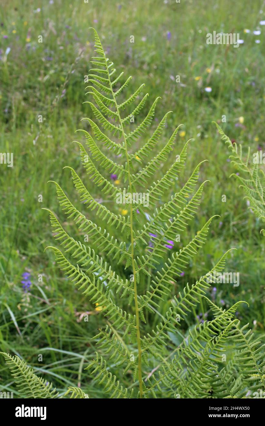 Athyrium filix-femina, Lady-fern, Athyriaceae. Wild plant shot in summer. Stock Photo