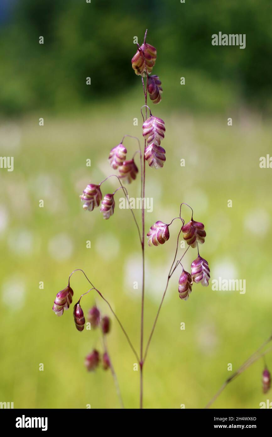 Briza media, Quaking Grass, Poaceae. Wild plant shot in summer. Stock Photo