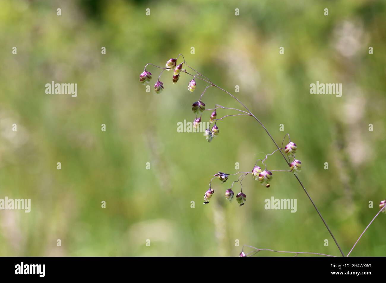 Briza media, Quaking Grass, Poaceae. Wild plant shot in summer. Stock Photo