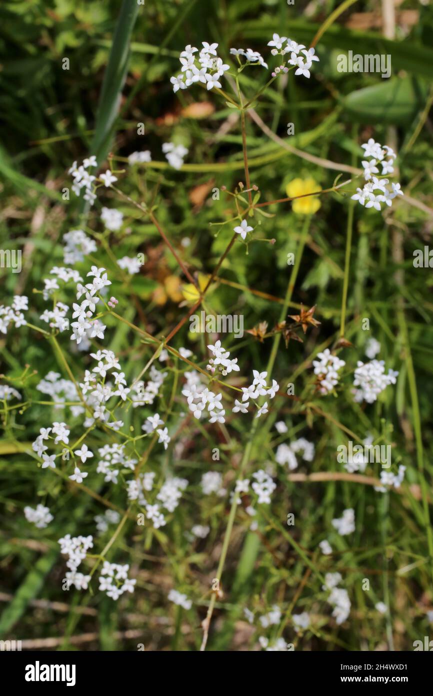 Galium palustre, Marsh Bedstraw, Rubiaceae. Wild plant shot in summer. Stock Photo
