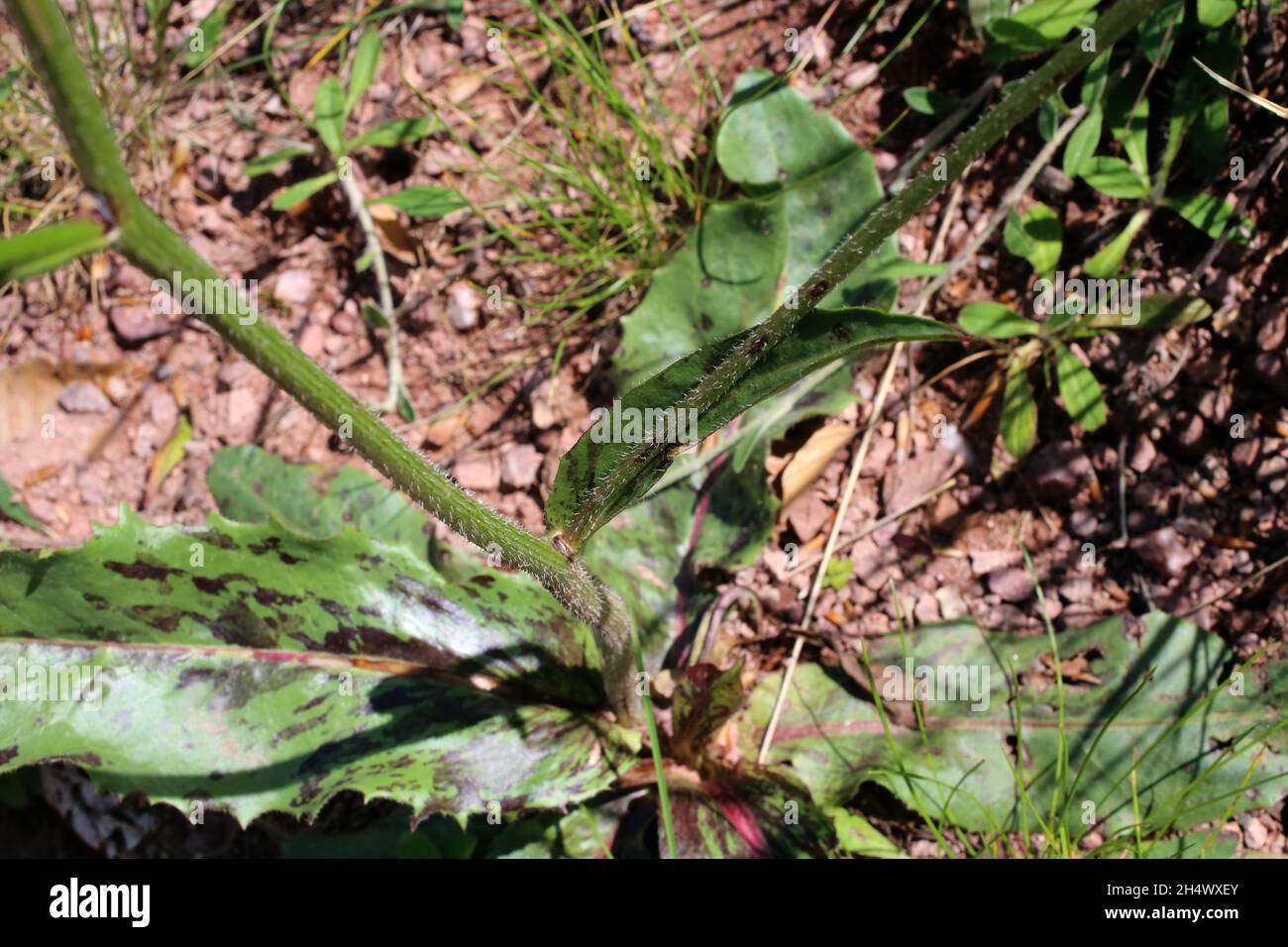 Hypochaeris maculata, Compositae. Wild plant shot in summer. Stock Photo