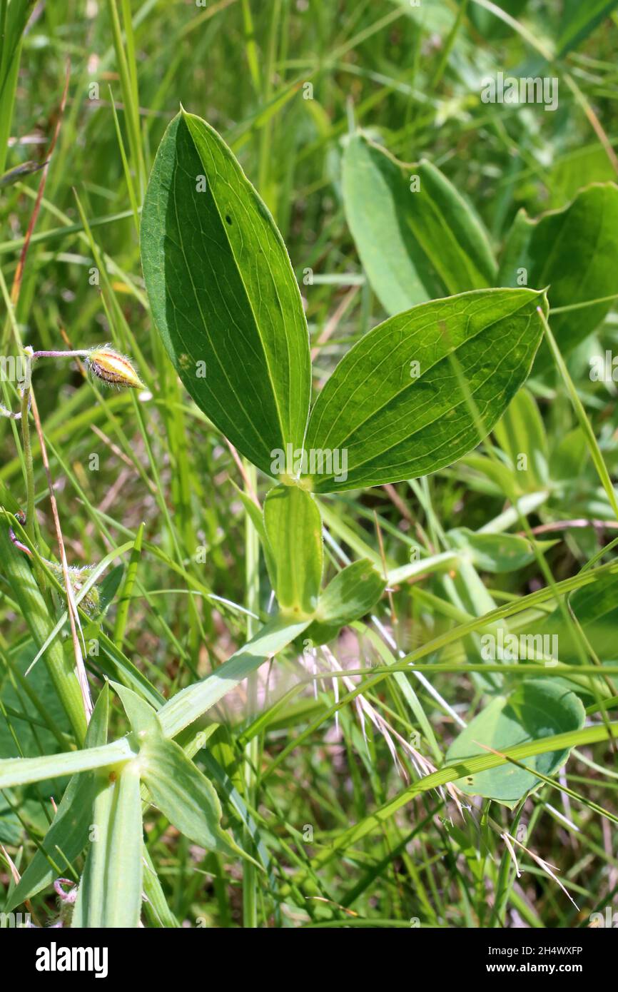 Lathyrus latifolius, Broad-leaved Everlasting Pea, Fabaceae. Wild plant shot in summer. Stock Photo