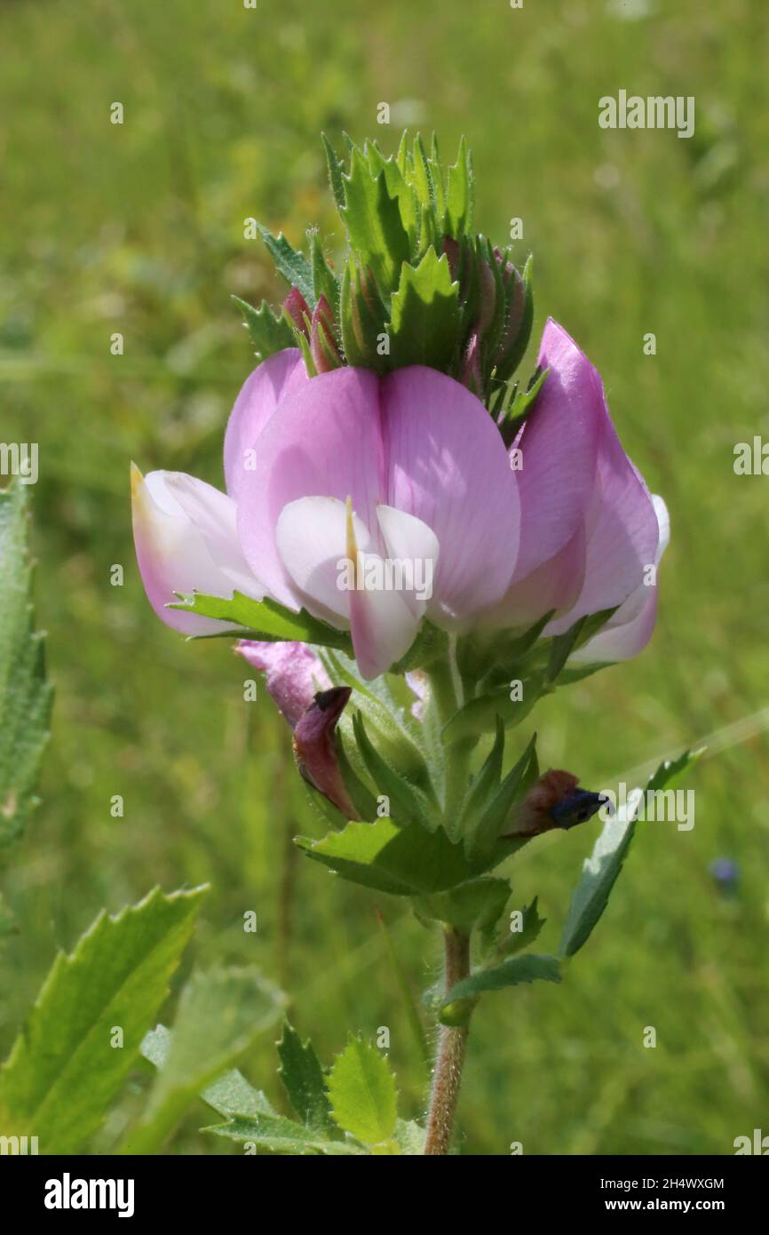 Ononis arvensis, Fabaceae. Wild plant shot in summer. Stock Photo