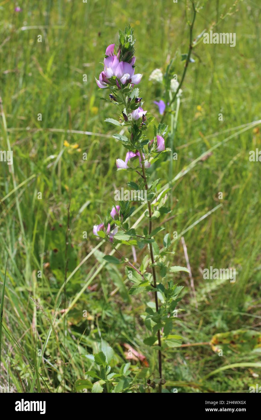 Ononis arvensis, Fabaceae. Wild plant shot in summer. Stock Photo
