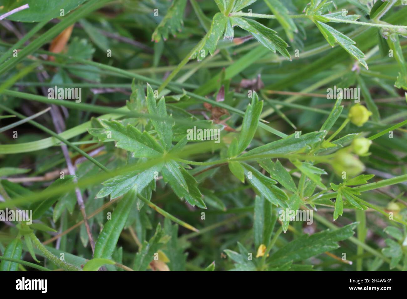 Common Tormentil Botany rosaceae common hi-res stock photography and images - Alamy