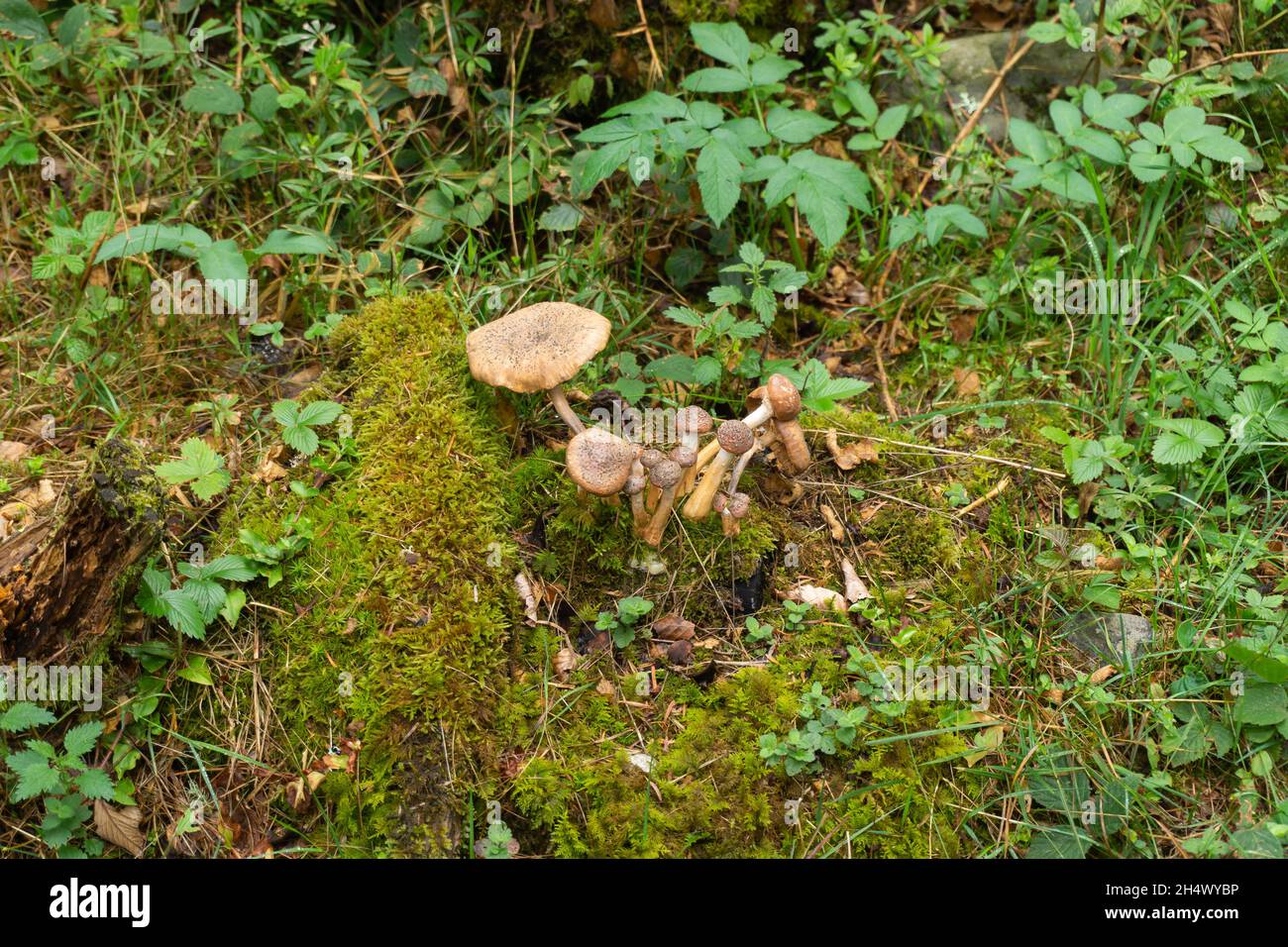 Mushrooms with a large cap and tall stem among the vegetation Stock Photo