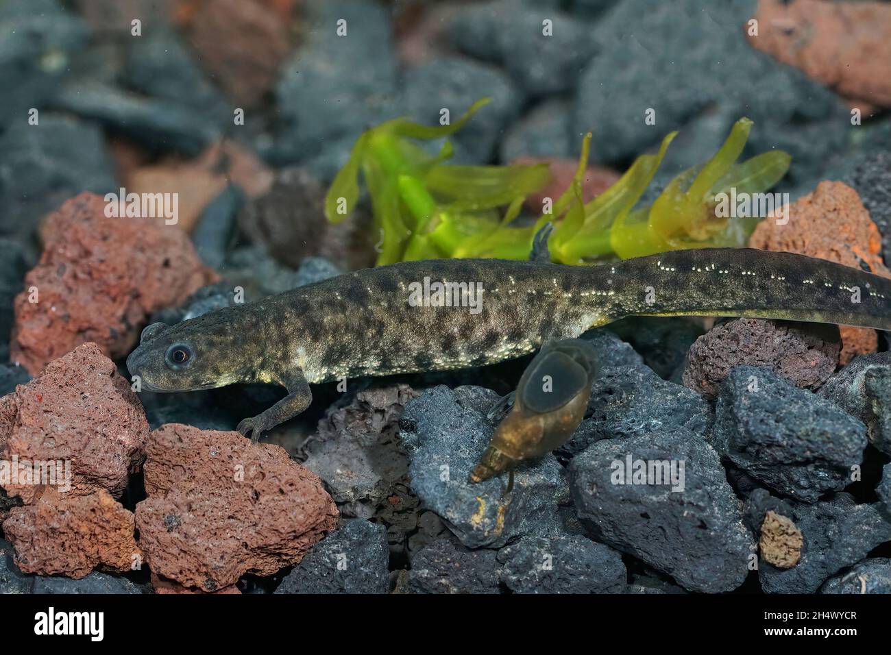 closeup-on-an-aquatic-juvenile-spanish-ribbed-newt-pleurodeles-waltl