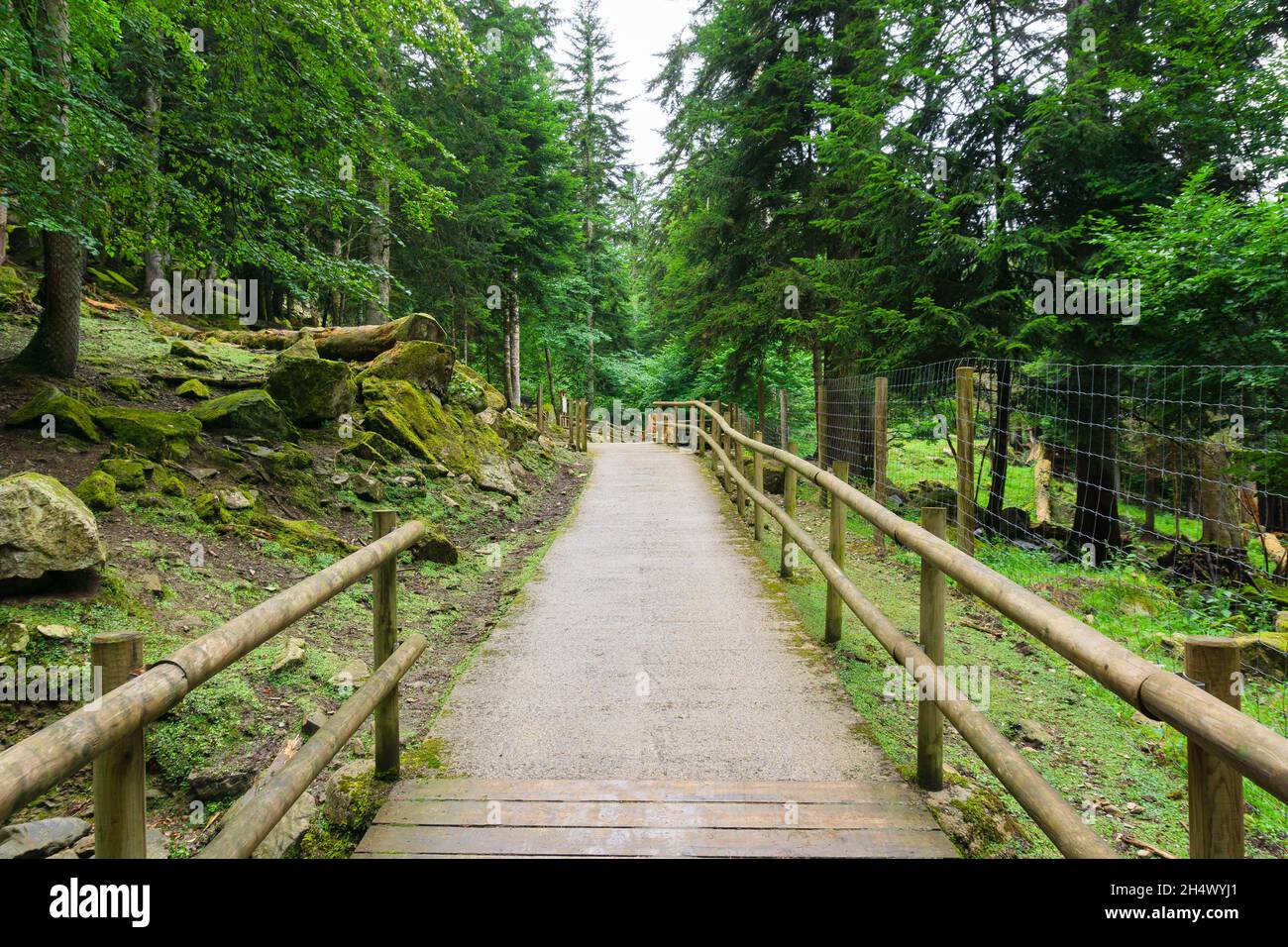 Path in a forest with a wooden railing and protective fences for wild animals Stock Photo