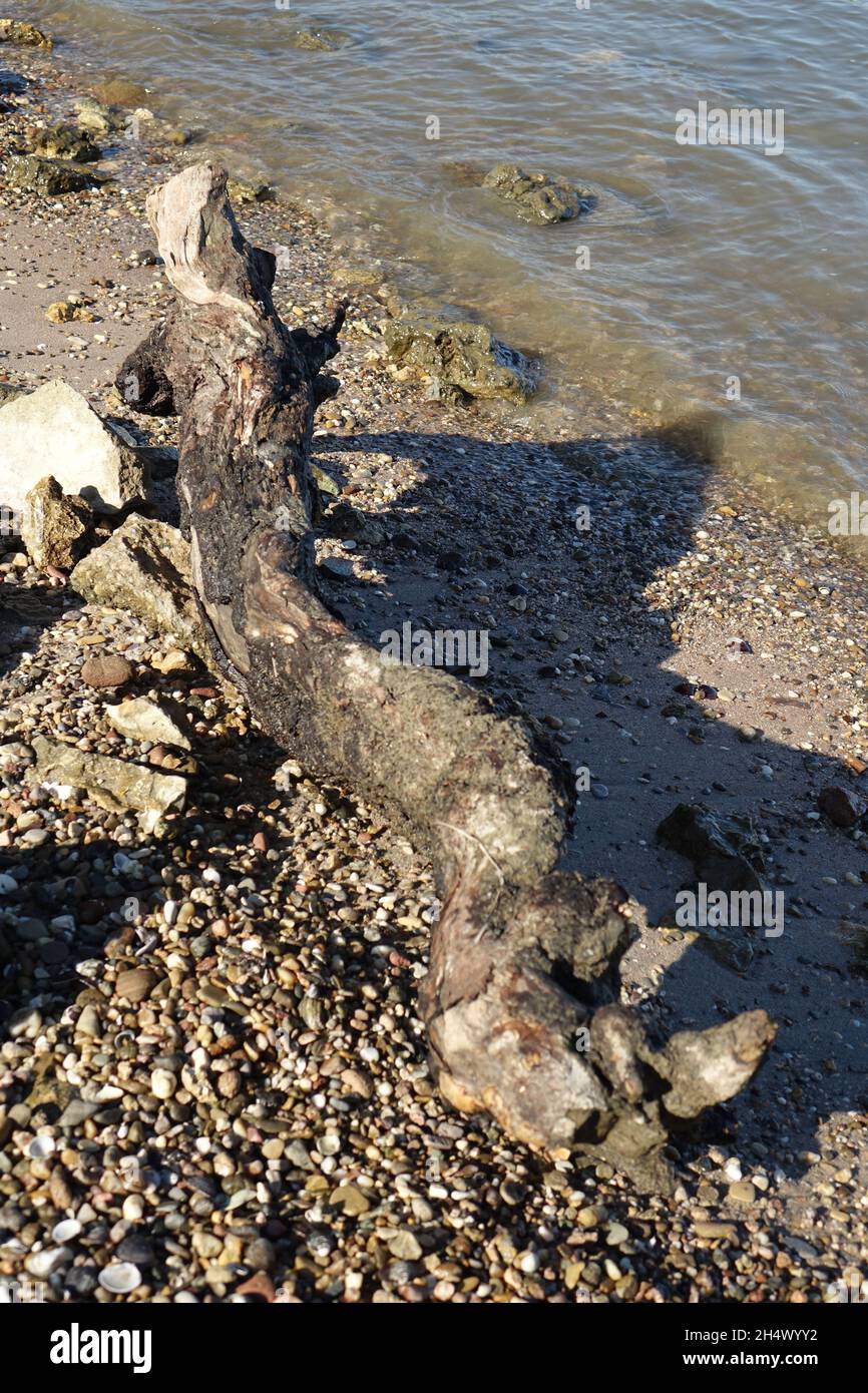 Driftwood on gravel beach at river Rhine on a sunny autumn day, Oppenheim, Rhineland Palatinate, Germany Stock Photo