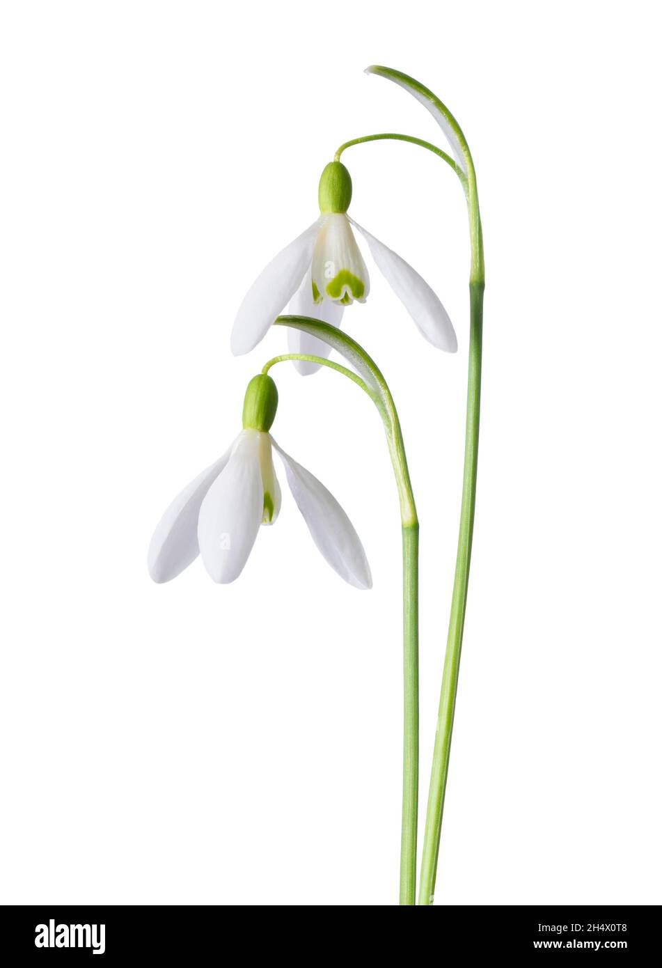Two spring snowdrops, blooming and fresh, isolated on white background. Stock Photo