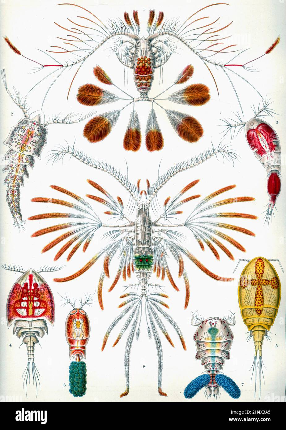 Ernst Haeckel - Copepoda - 1904 Stock Photo