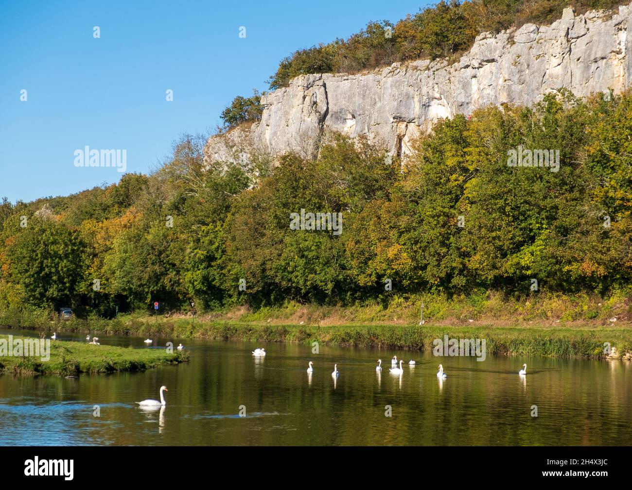 Numerous swans on the River Yonne beneath the cliffs between Mailly-le-Château and Merry-sur-Yonne Stock Photo