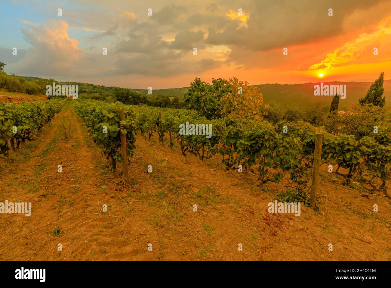 Tuscany in Italy: Vineyard Terrace in Montalcino winegrowing village in the Italian countryside at sunset. Tuscan mountain vineyards of Italy wine Stock Photo