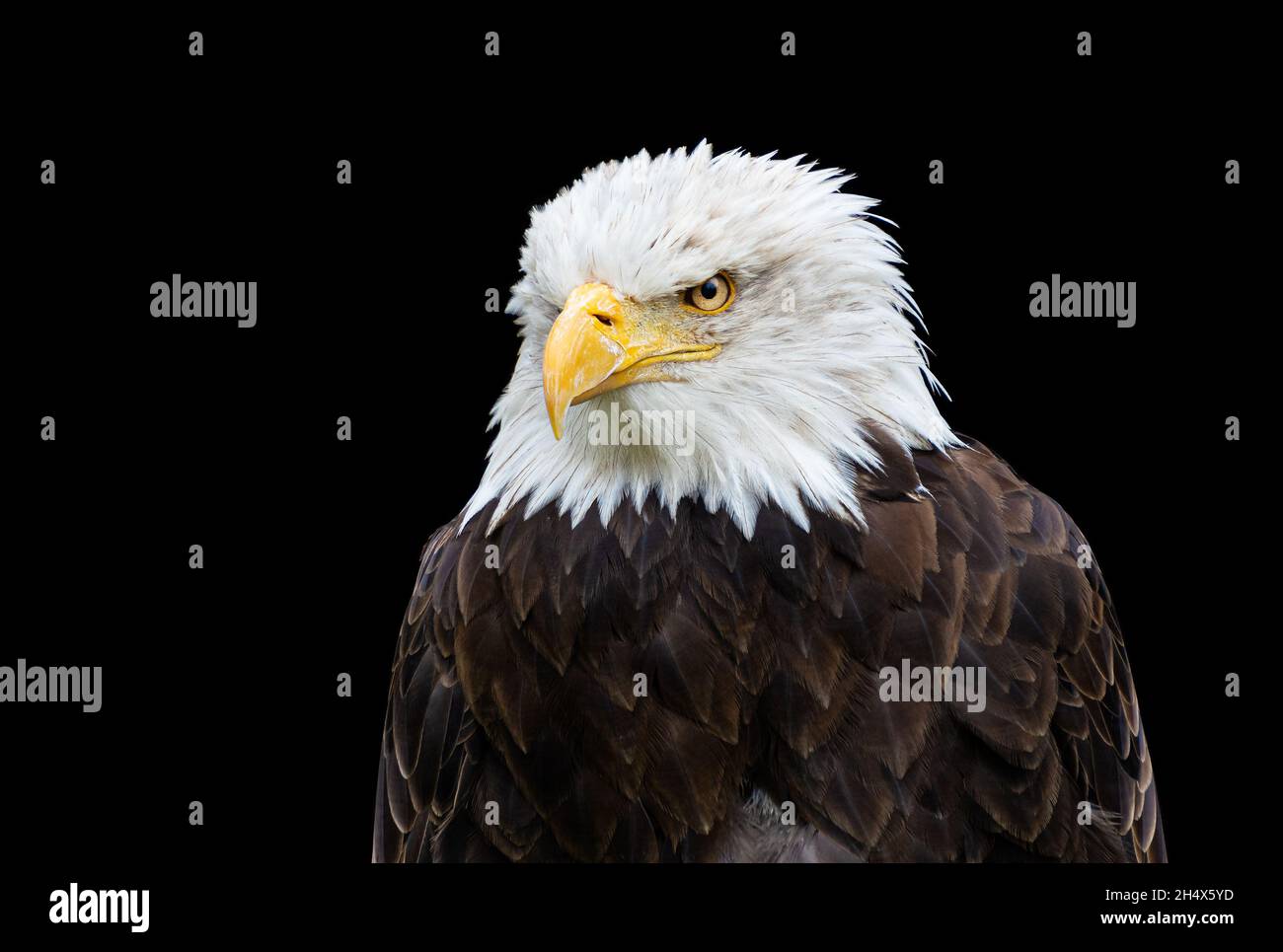 Bald eagle portrait on black background Stock Photo