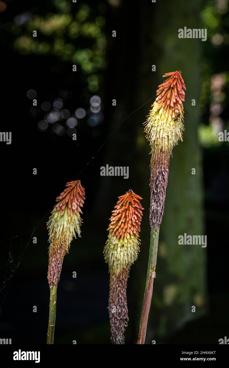 The remains of Kniphofia plants after the buds have been pecked off. Stock Photo