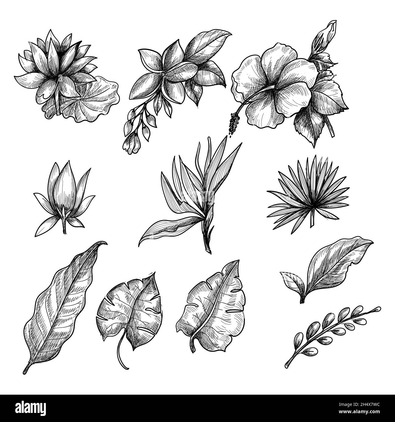 Hand drawn floral decorative set elements Stock Vector Image & Art - Alamy